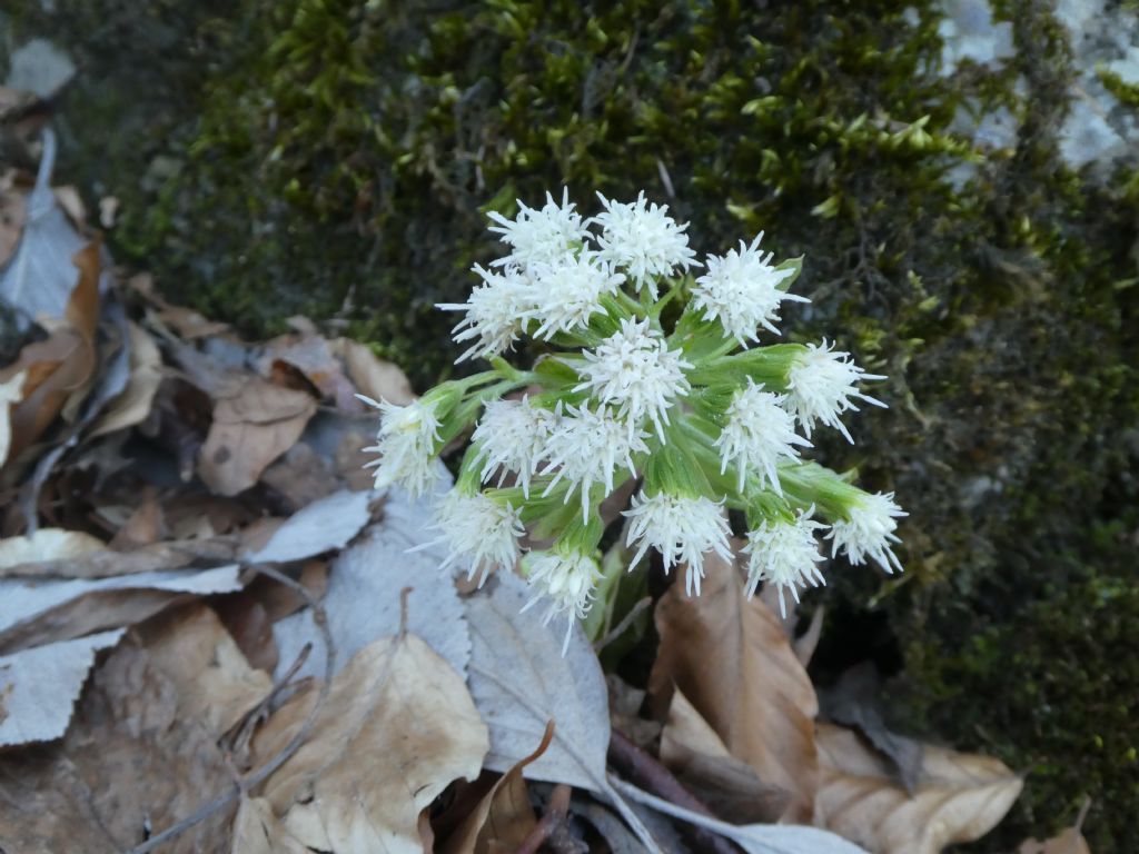 Petasites albus (Asteraceae)